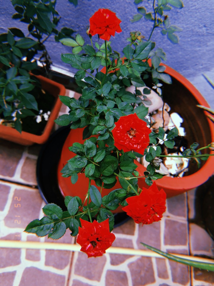 roses rouges