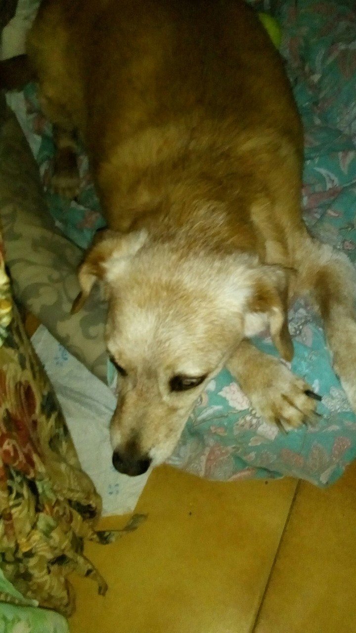 Tobia