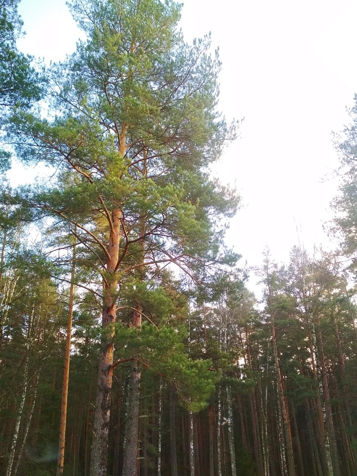 Forest