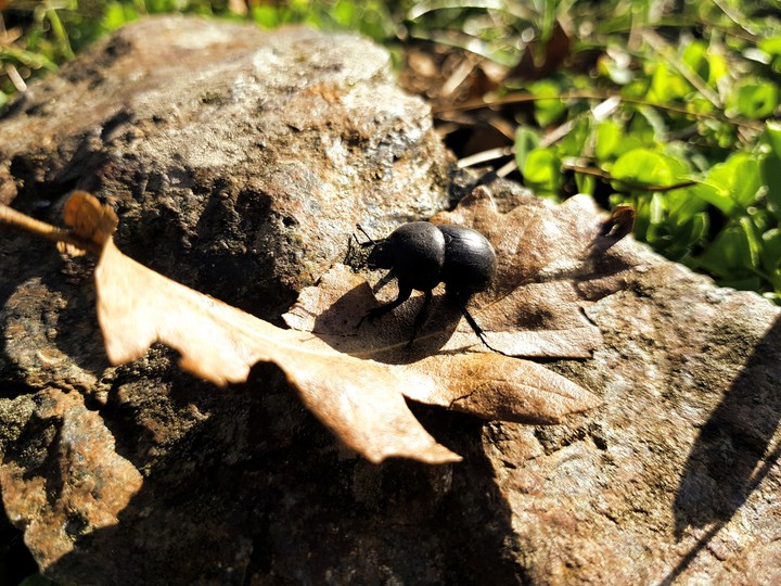 The Little Beatle