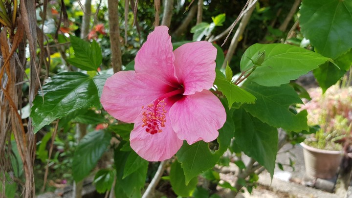 Hibiscus