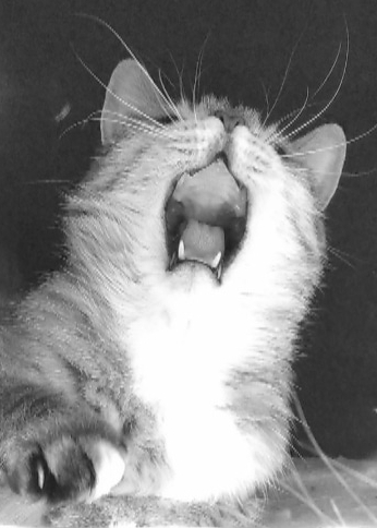cat