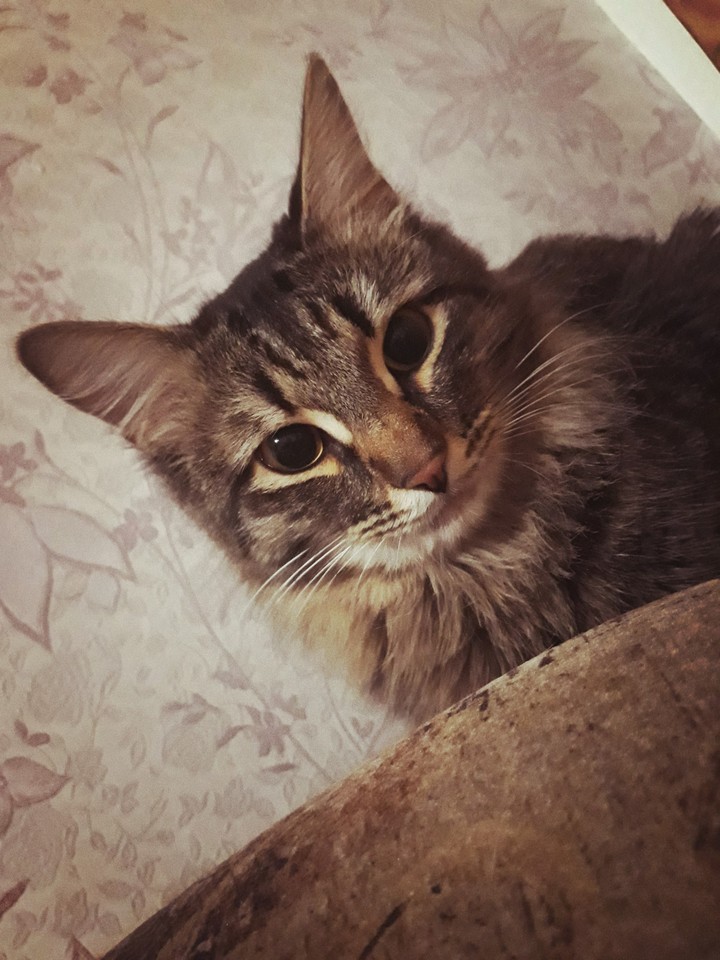 кот