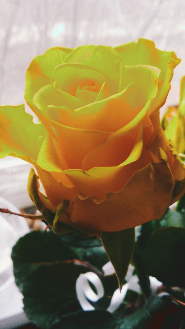 yellow rose