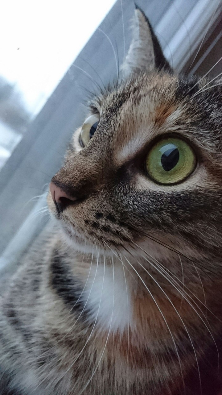 Green eyes