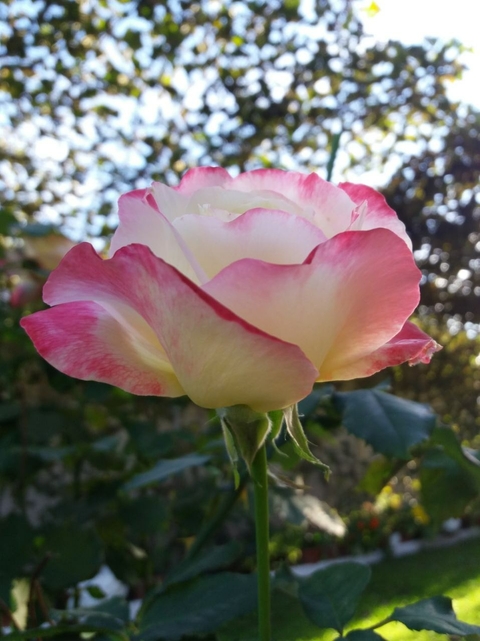 pink, flower壁紙