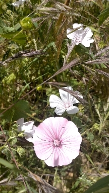 amapolas