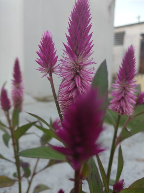 Violet