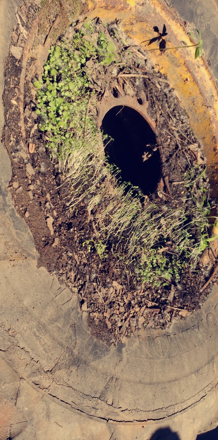 plant on the steel