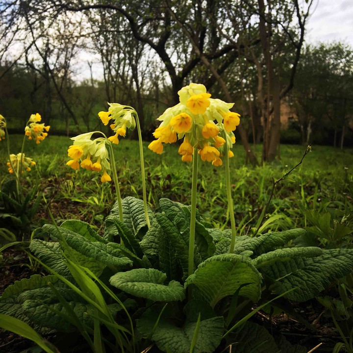 yellow flowers