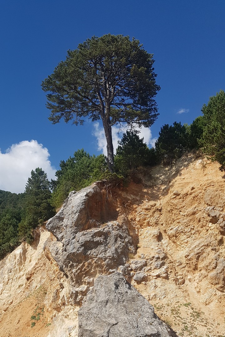 tree