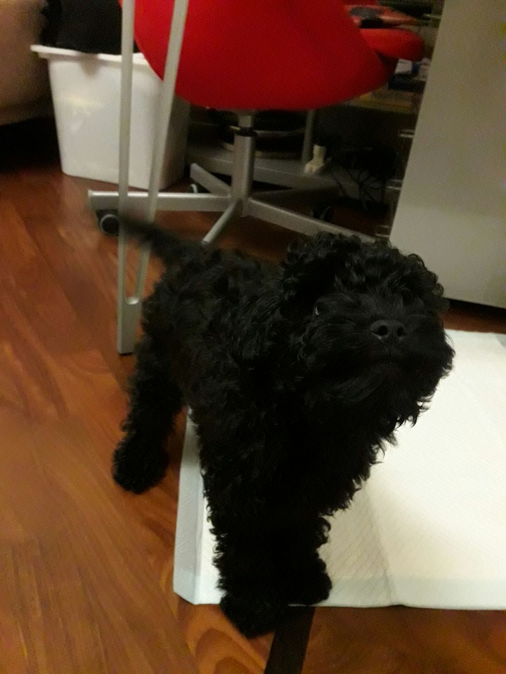 Oscar