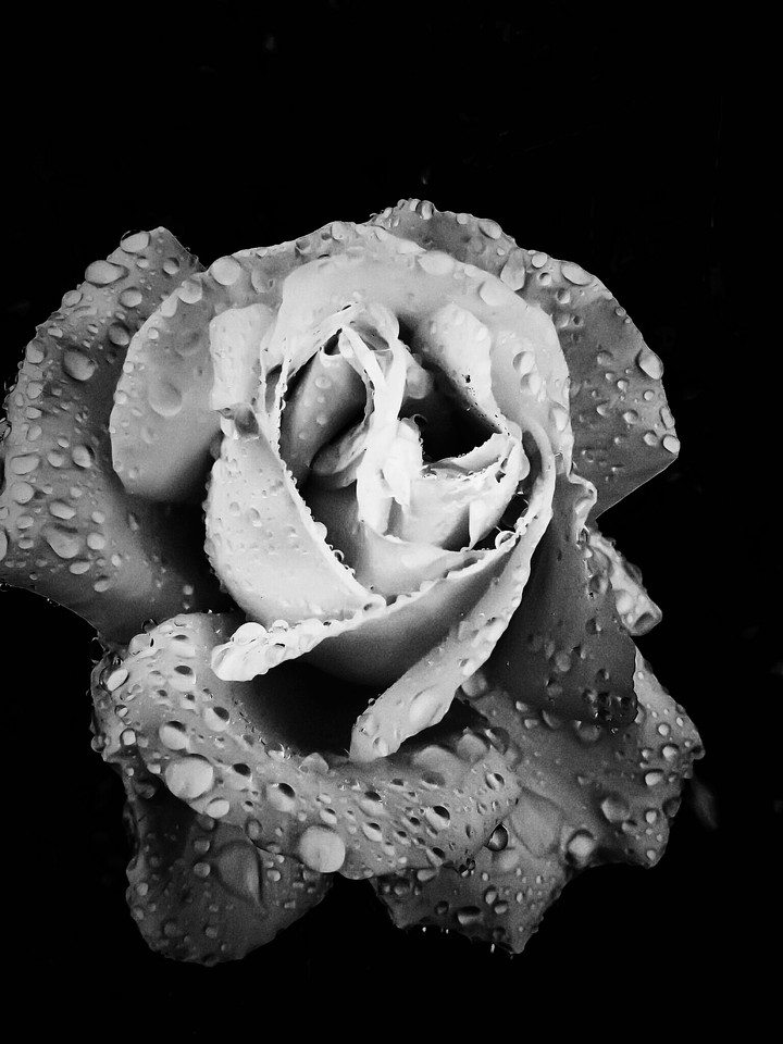 Roses