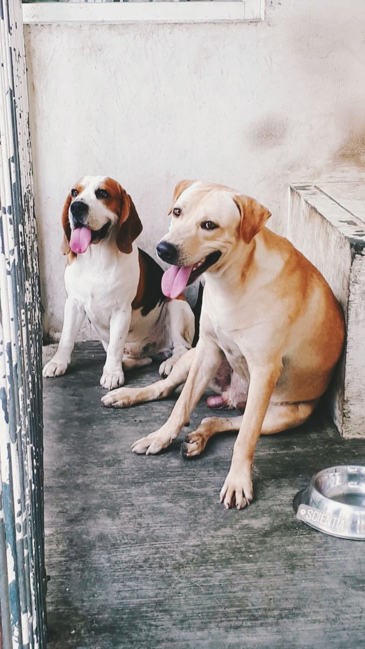 Dog