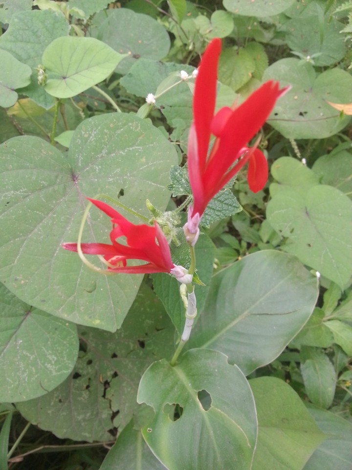 red flower