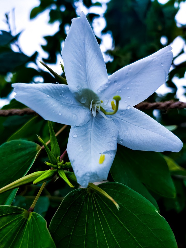 flower