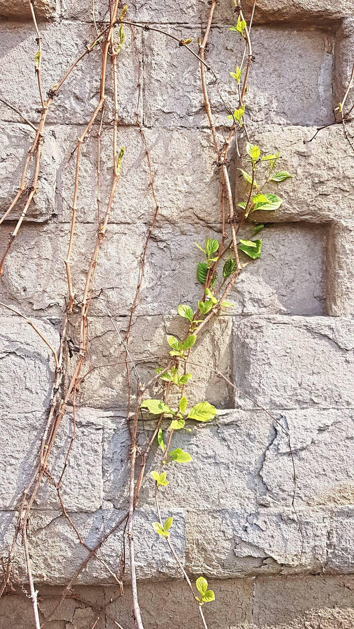 spring
