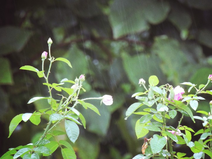 The tiny ones and the rain