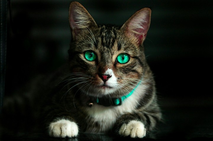 Cat ✴_✴