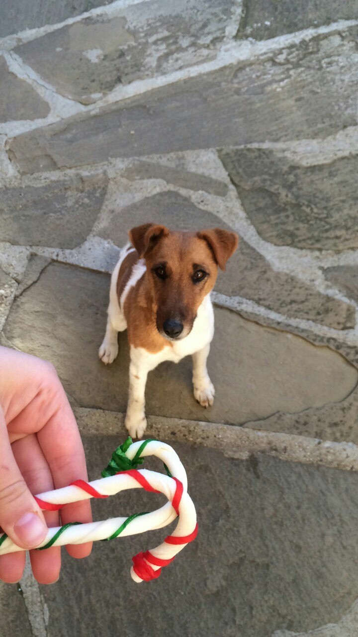 dog