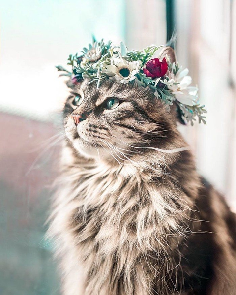 רקעים cat, felidae