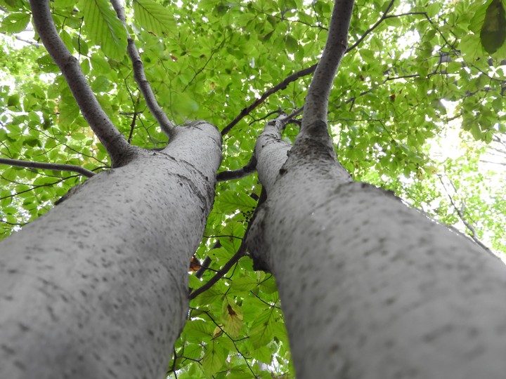 tree