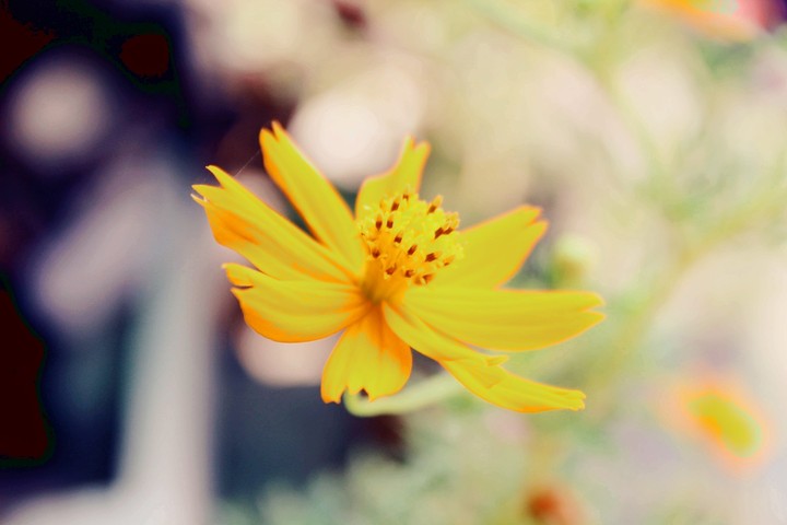 yellow flower