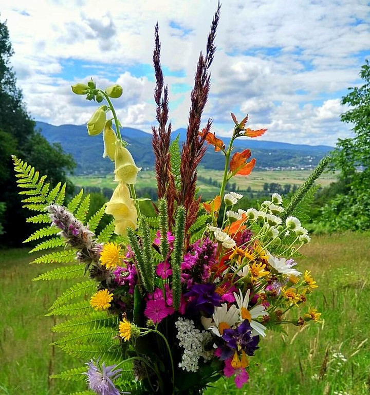 beautiful flowers Carpathian mountains