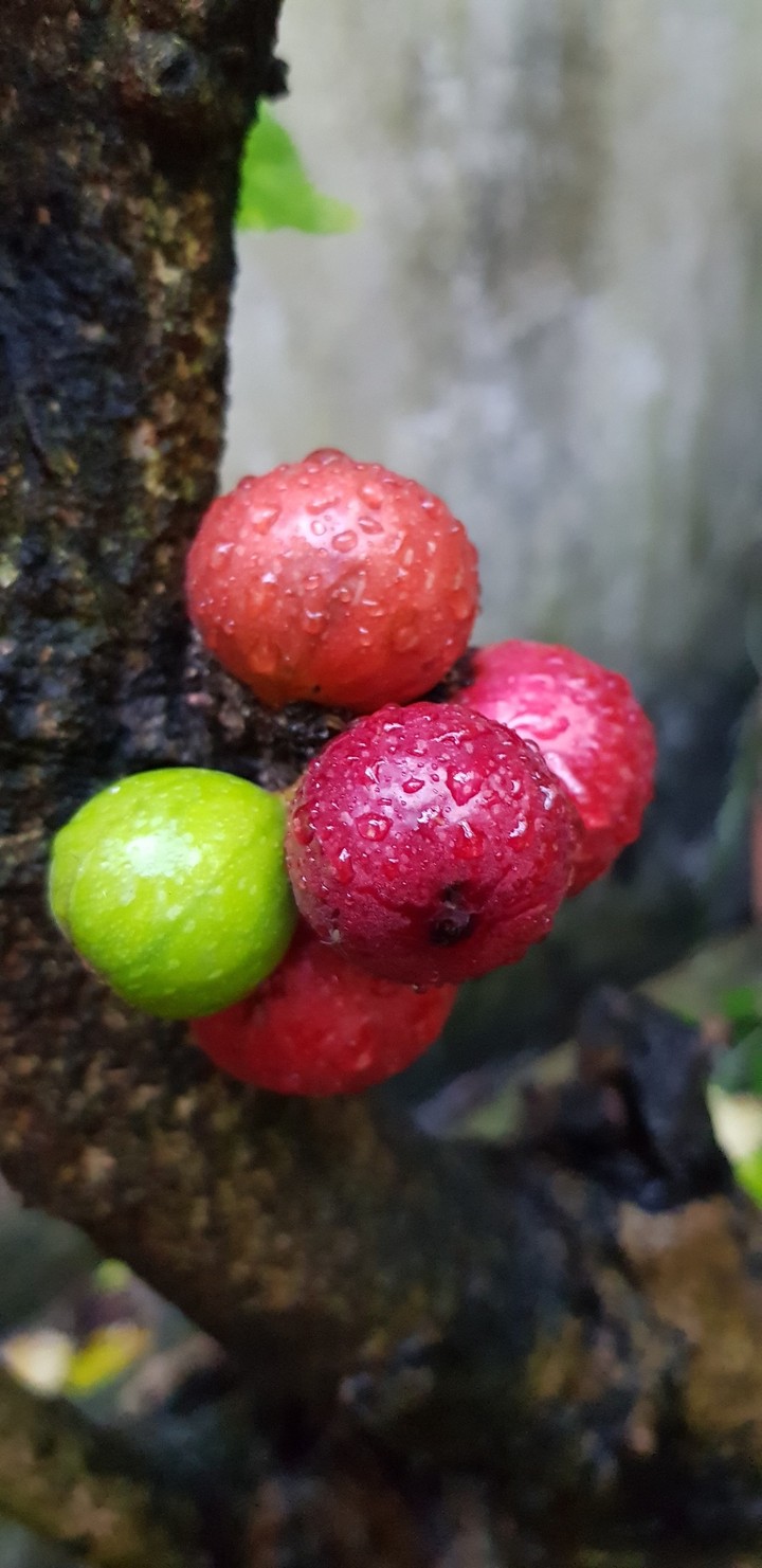 Sân vườn