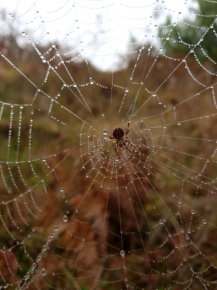 spider,spider web