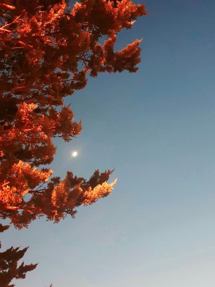 tree