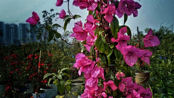 flowers lover