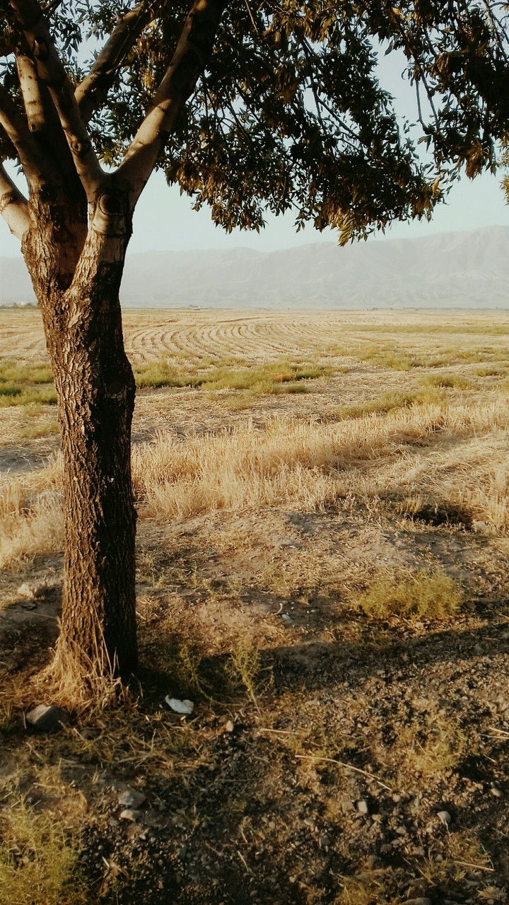 Land