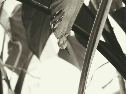 water drop