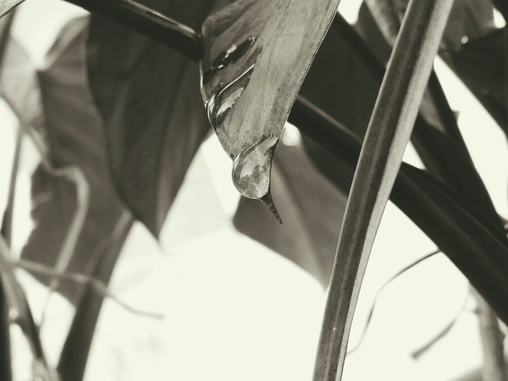 water drop
