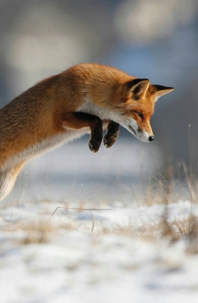 Fox