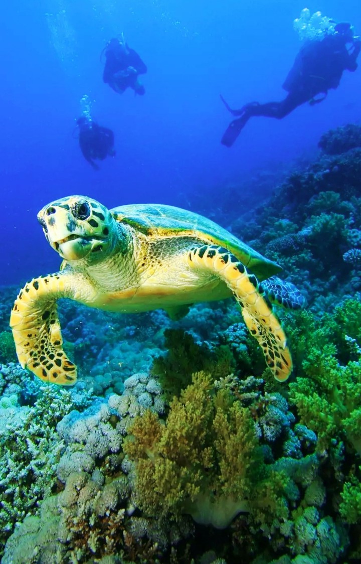 tortoise