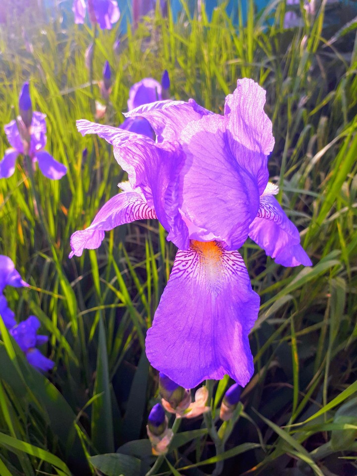 flowers