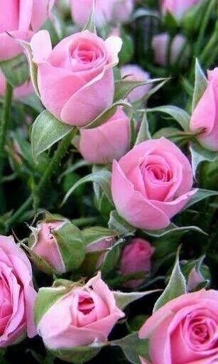 rosa