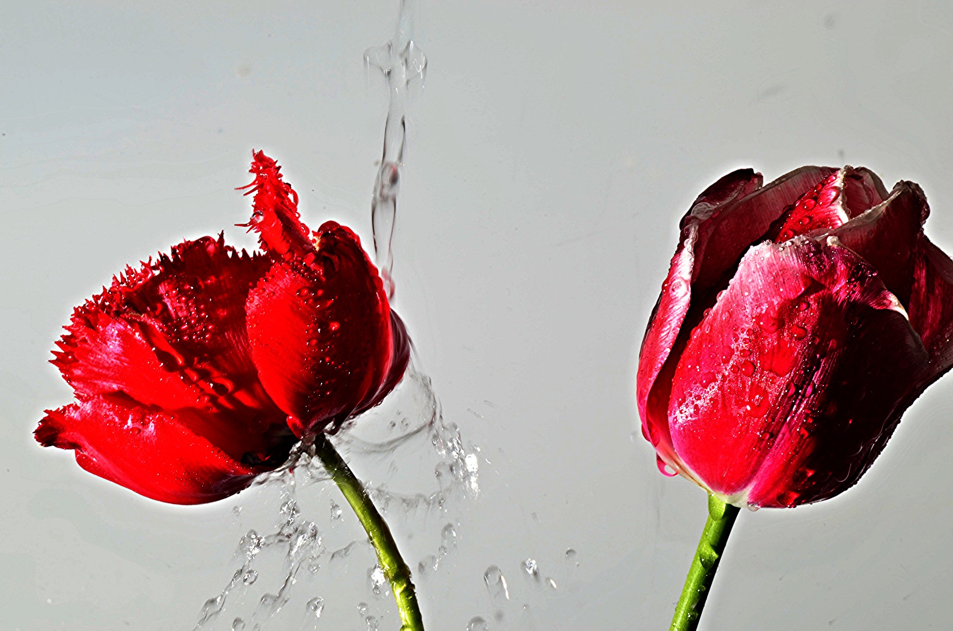 rose