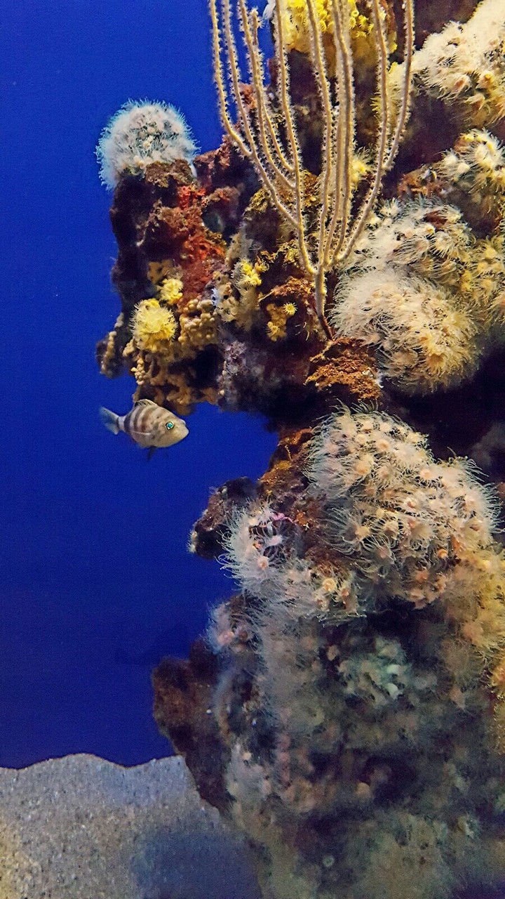 Reef