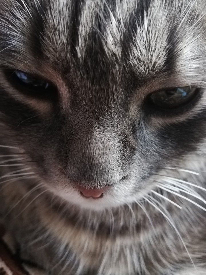 My cat