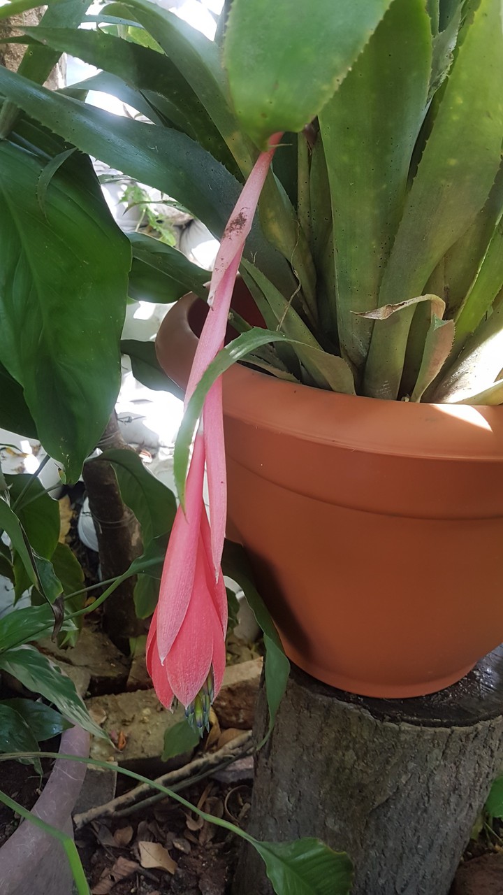 orquidea