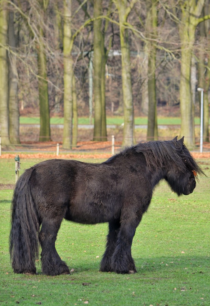 Horse