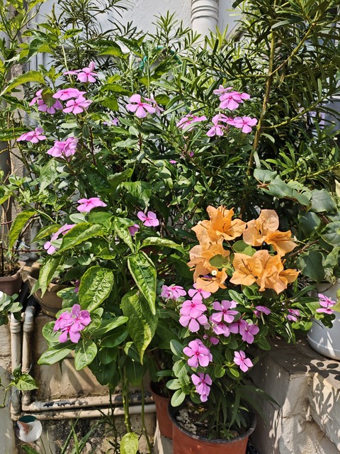 Malvales, Pedicel, Perennial_plant