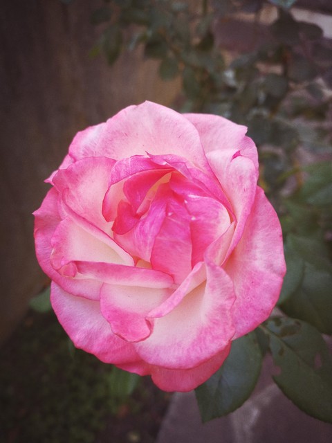 A pink Rose