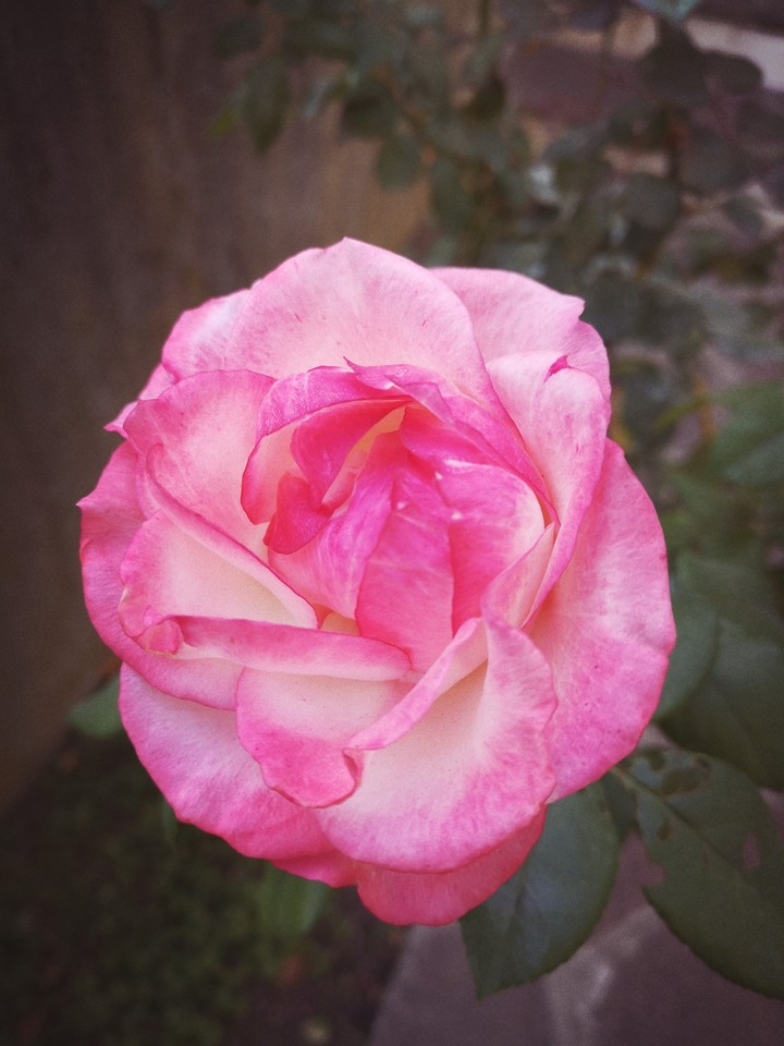 A pink Rose