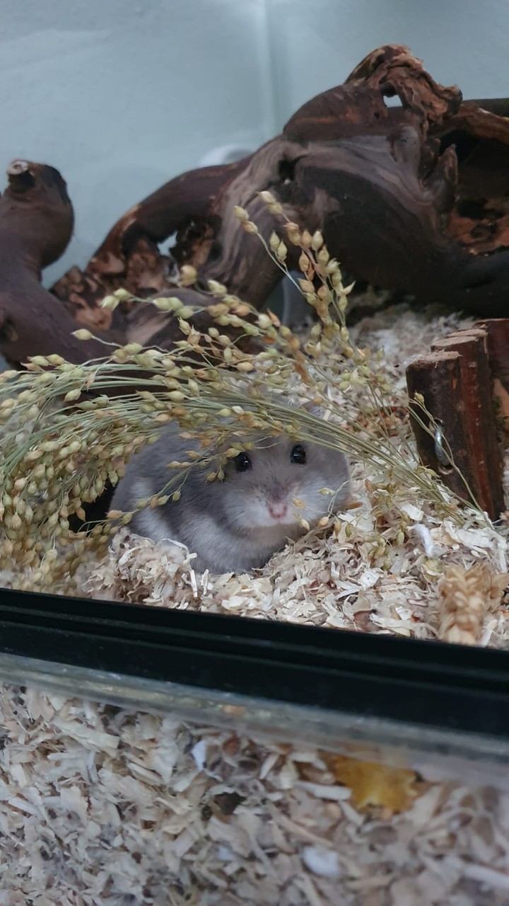 Binky