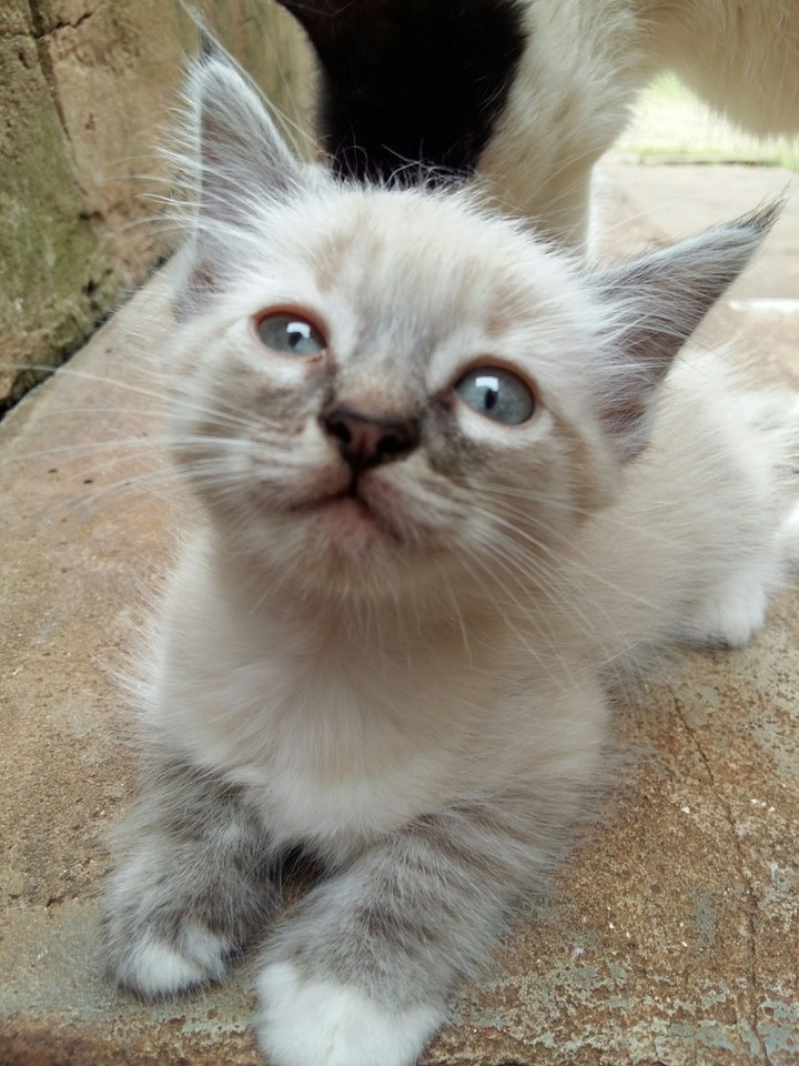 cute cat