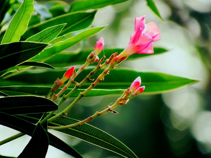 flowers wallpaper